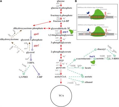 Engineering Glucose-to-Glycerol Pathway in Klebsiella pneumoniae and Boosting 3-Hydroxypropionic Acid Production Through CRISPR Interference